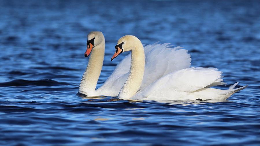 Swan Photograph - Mute Swan Pair Swimming Together by Sue Feldberg