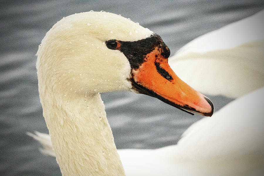 Mute Swan Portrait Photograph by Ira Marcus