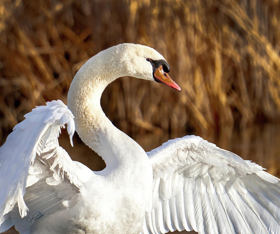 Mute Swan Portrait Photograph by Judi Dressler