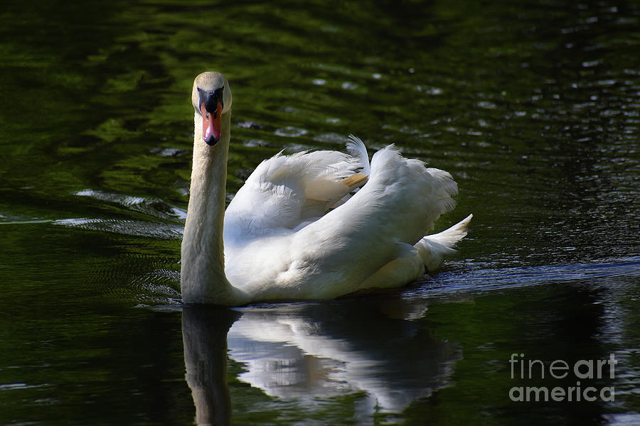 Mute Swan Portrait Photograph
