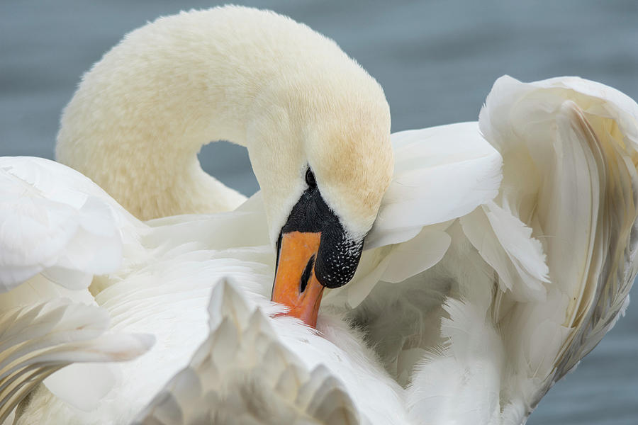 Mute Swan Preening 1 Photograph by Gareth Parkes