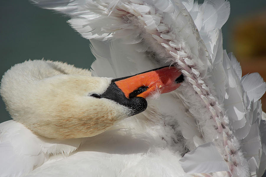 Mute Swan preening 2 Photograph by Gareth Parkes