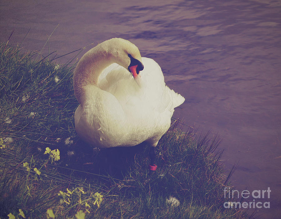 Mute Swan Preening Photograph by Cassandra Buckley