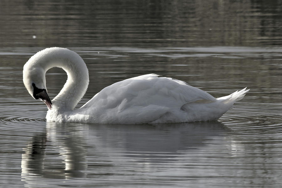 Mute Swan Preening Feathers Photograph by Jeremy Hayden