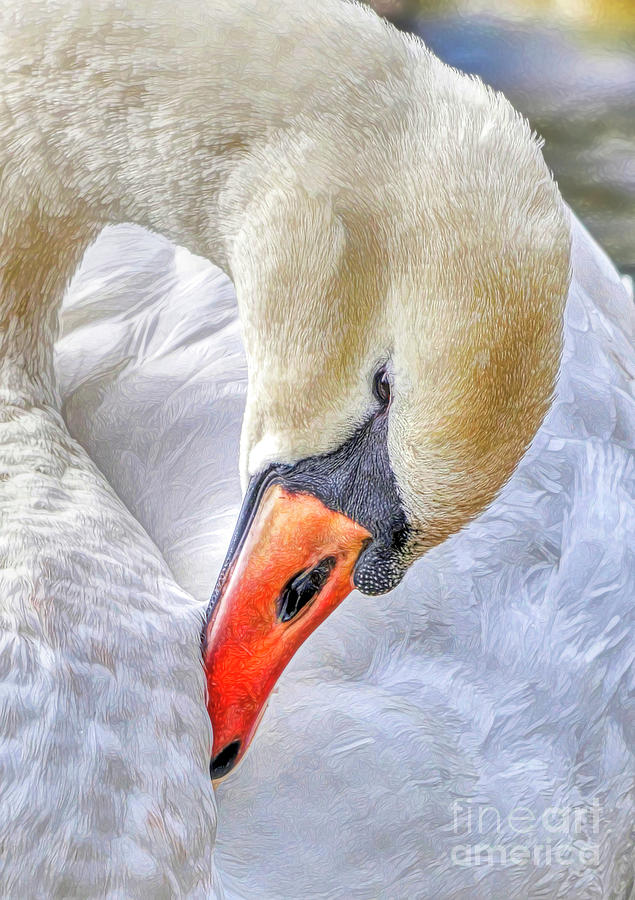 Mute Swan Preening Photograph by Kathy Baccari