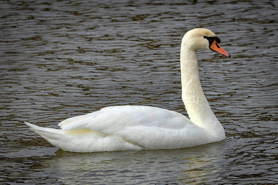 Mute Swan Photograph by Ray Congrove