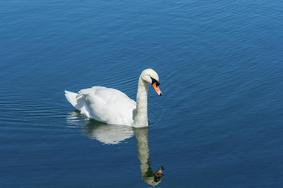 Mute Swan Reflection Photograph by Tanya C Smith