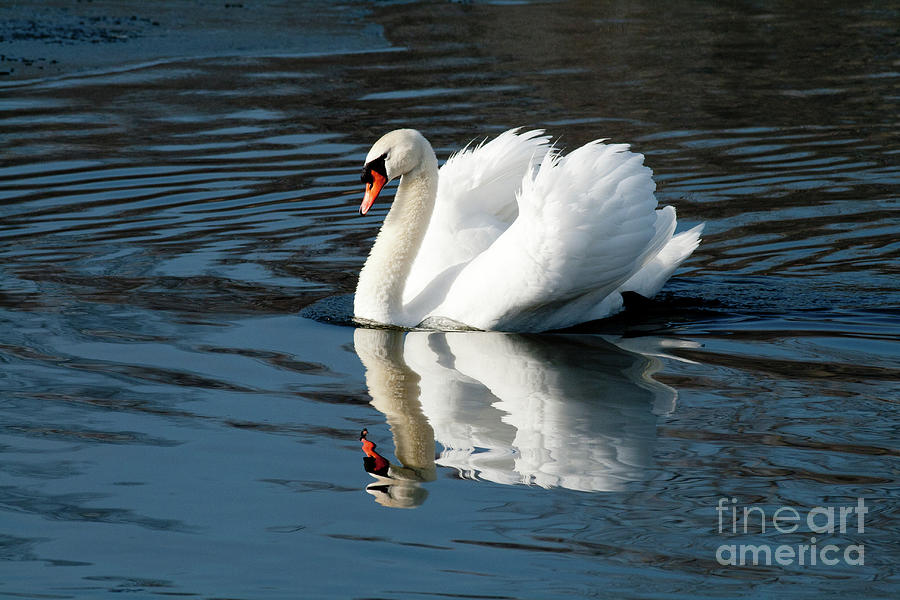 Mute Swan Photograph by Rich S