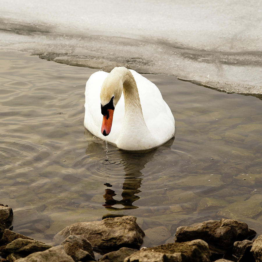 Mute swan Photograph by SAURAVphoto Online Store