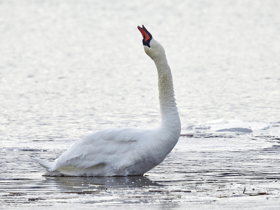 Mute swan silent shout Photograph by Jouko Lehto