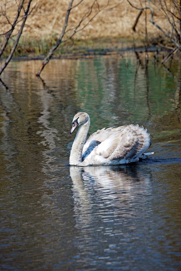 Mute Swan Swimming Photograph