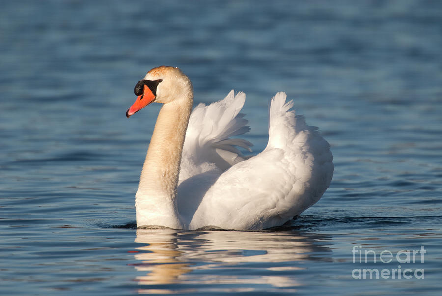 Mute Swan Swimming Photograph by Steve Gettle