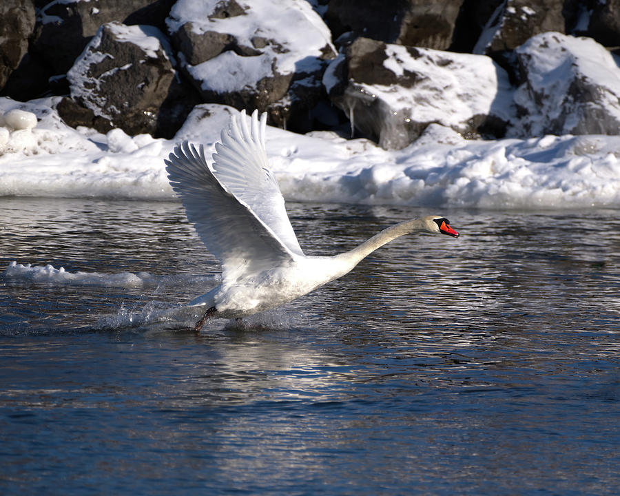 Mute Swan Takes Flight Photograph by Flinn Hackett