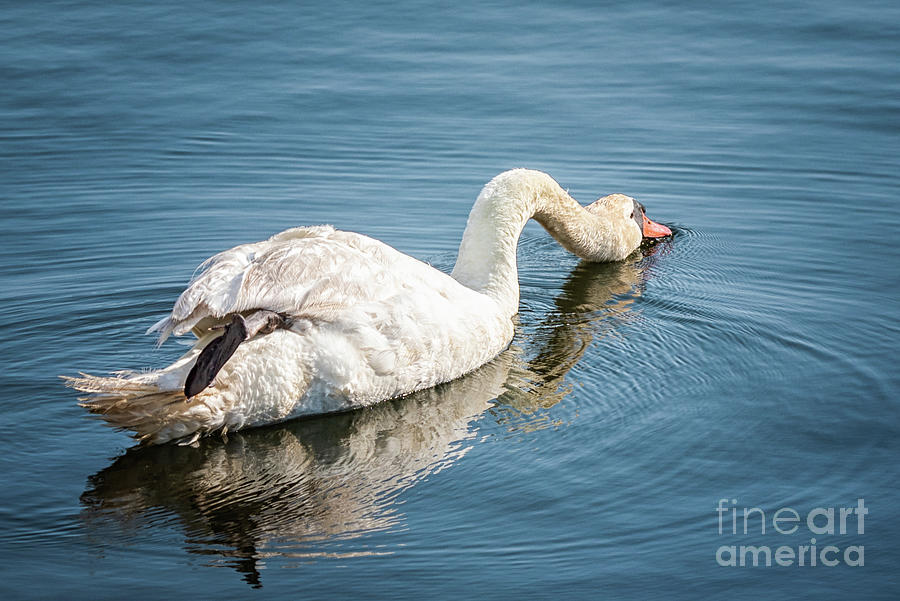 Mute Swan Taking a Drink Photograph by Lorraine Cosgrove
