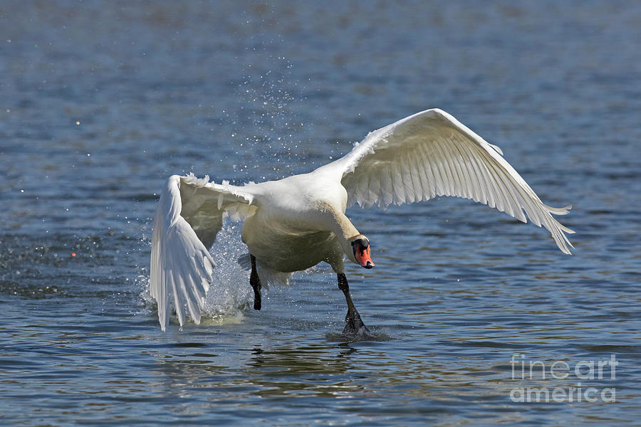 Mute Swan Taking Off Photograph by Arterra Picture Library