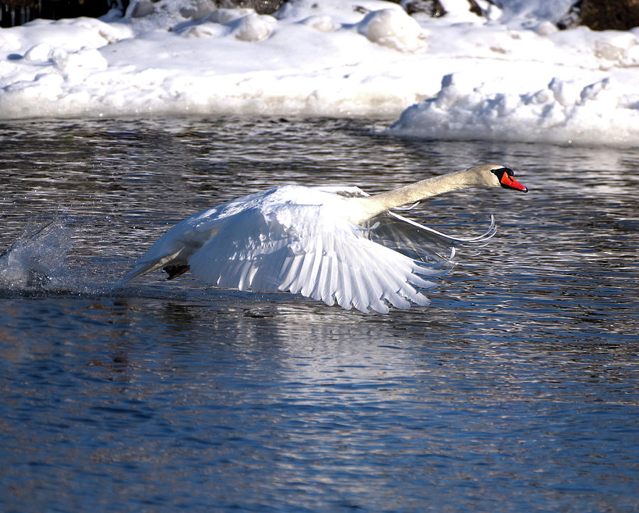 Mute Swan Wings Forward Photograph by Flinn Hackett