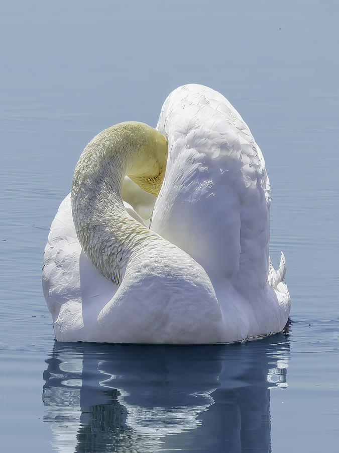 Mute swan with head tucked under its wing Photograph by Lowell Monke