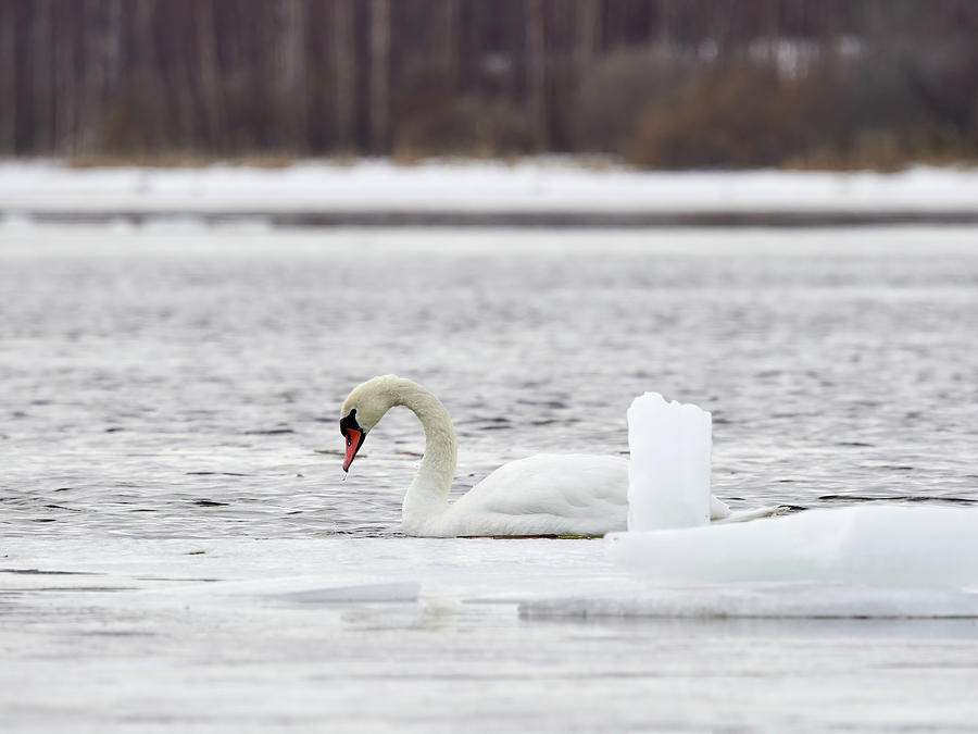 Mute swan with ice cube Photograph by Jouko Lehto