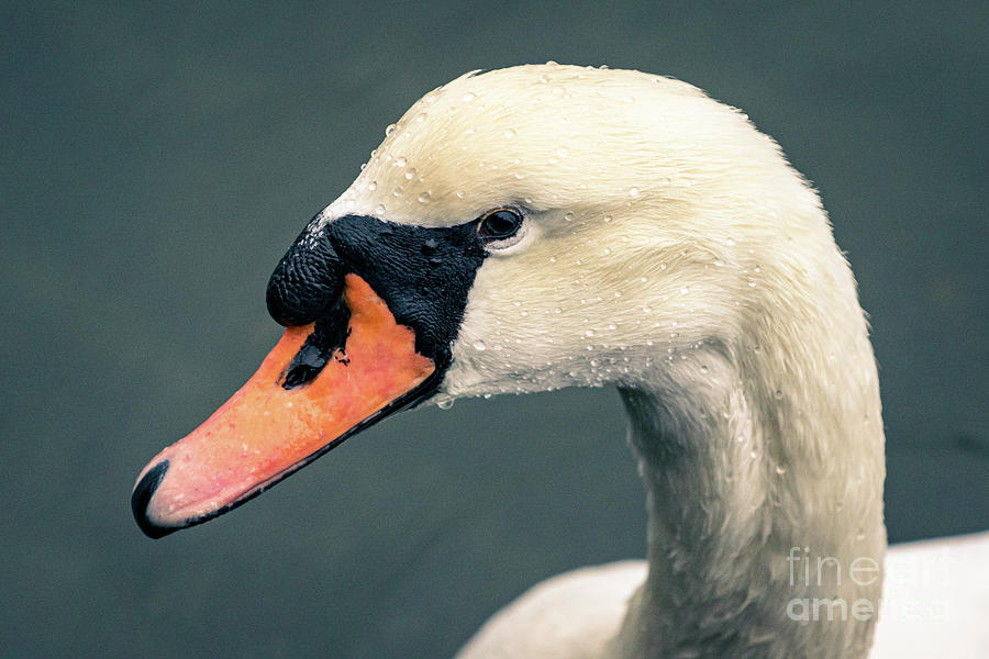 Mute Swan With Water Droplets. Photograph