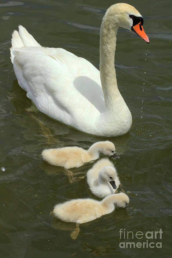 Mute Swan with young, Lake Ontario Photograph by Klaus Lang Fine Art