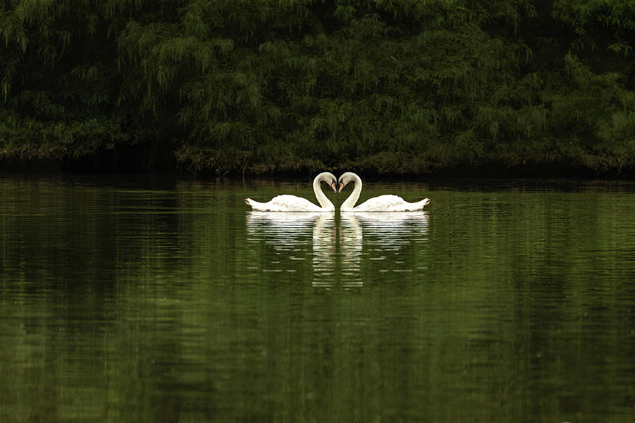 Mute Swans 02 Photograph by Jim Dollar