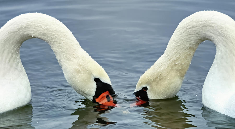 Swan Photograph - Mute Swans 72, Indiana by Steve Gass