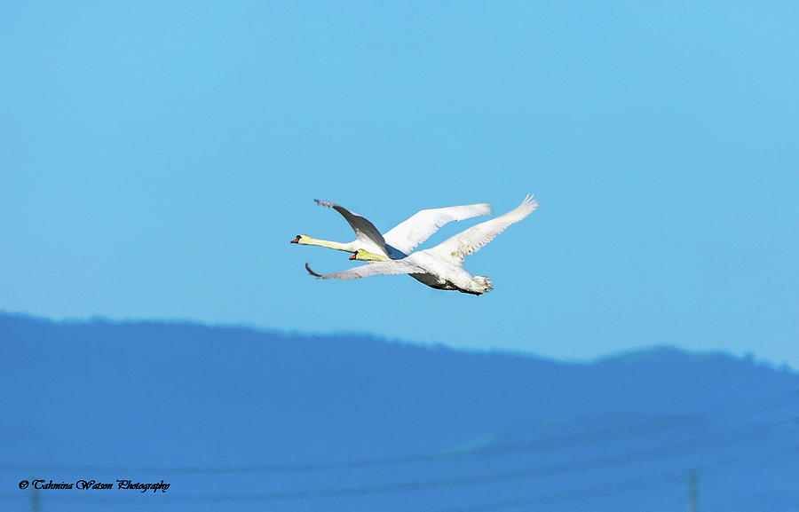 Mute swans in flight Photograph by Tahmina Watson