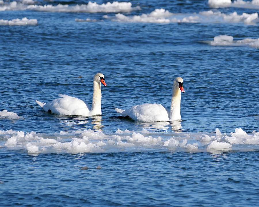 Mute Swans in Winter Photograph by Flinn Hackett