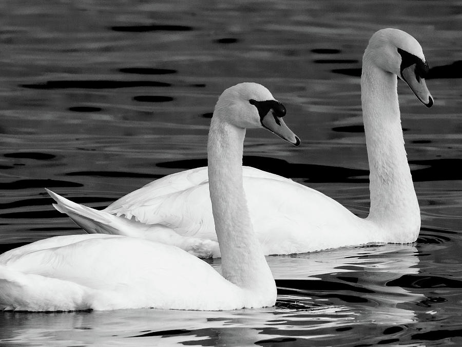 Mute Swans Photograph by Jeffrey PERKINS