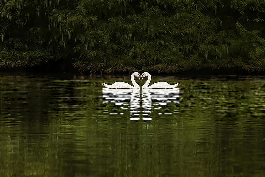 Mute Swans Photograph by Jim Dollar