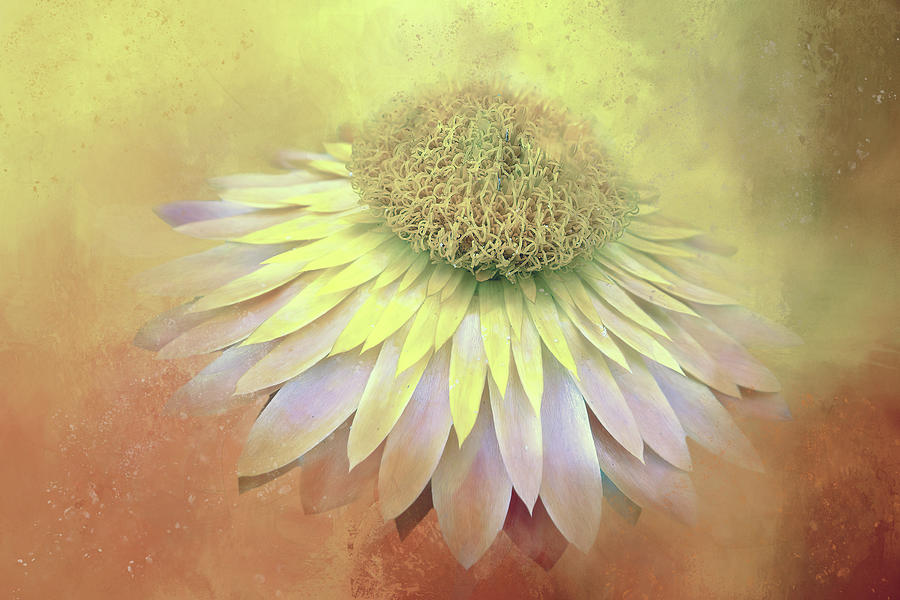 Muted Flower Texture Digital Art by Terry Davis