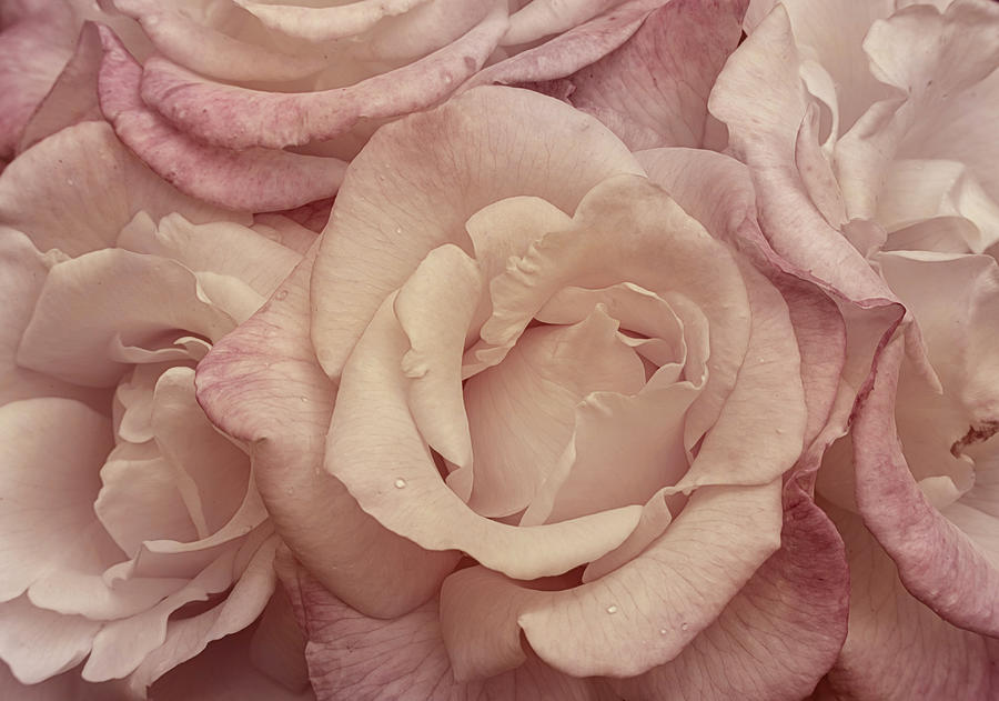 Muted Roses Photograph by Mary Jo Allen