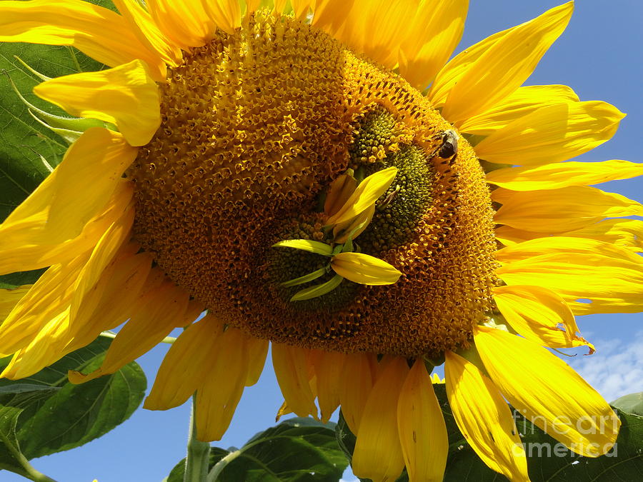 Mutated Sunflower Photograph by Rebecca Dufilie - Fine Art America