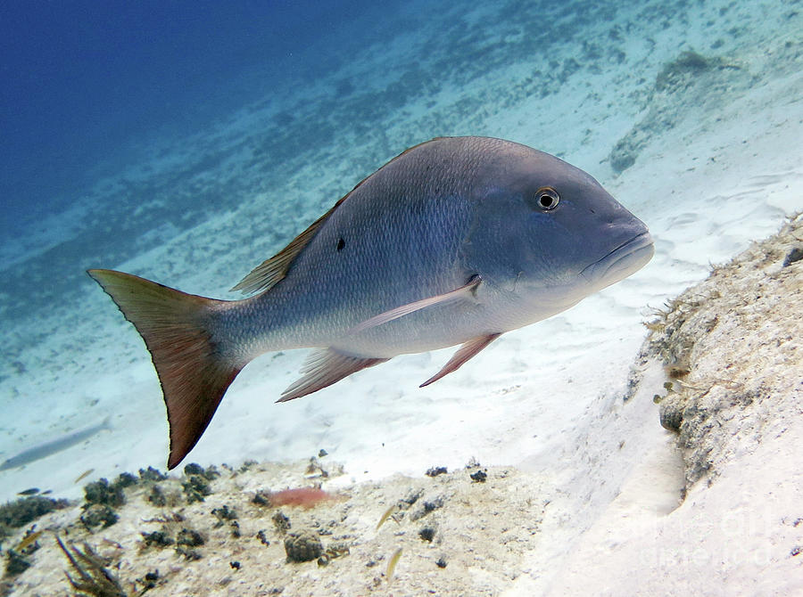 Mutton Snapper 7 Photograph by Daryl Duda - Fine Art America