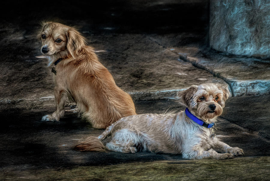Mutts Photograph by Harry Spitz
