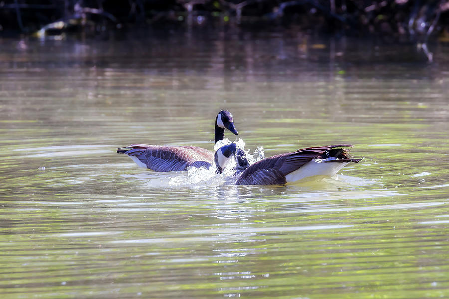 Mutual Head Dipping - Canada Geese Courting Behavior Photograph by Susan Rissi Tregoning