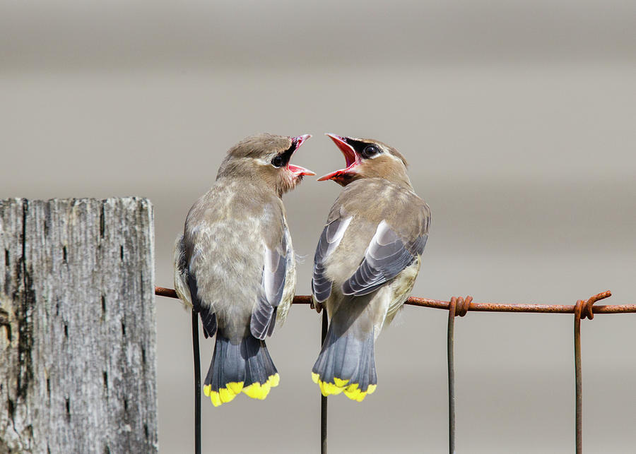 Mutual Moochers - Cedar Waxwing Fledglings Photograph by Belen Bilgic Schneider