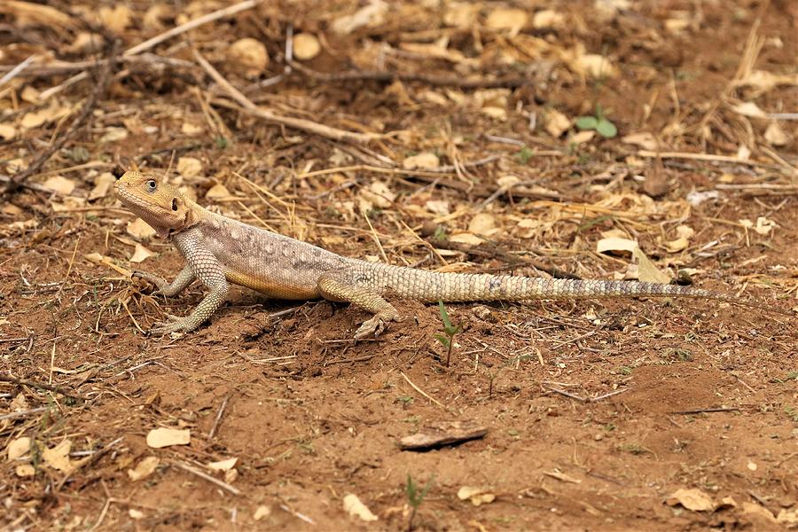 Mwanza Flat-Headed Agama female long tail Photograph by Debbie Blackman ...