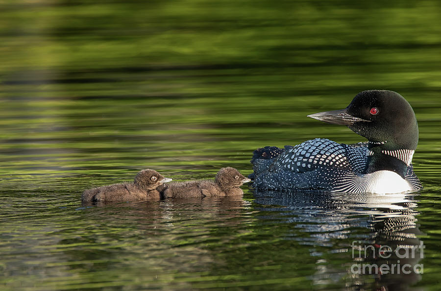 My Babies - Common Loon - Gavia immer Photograph by Spencer Bush