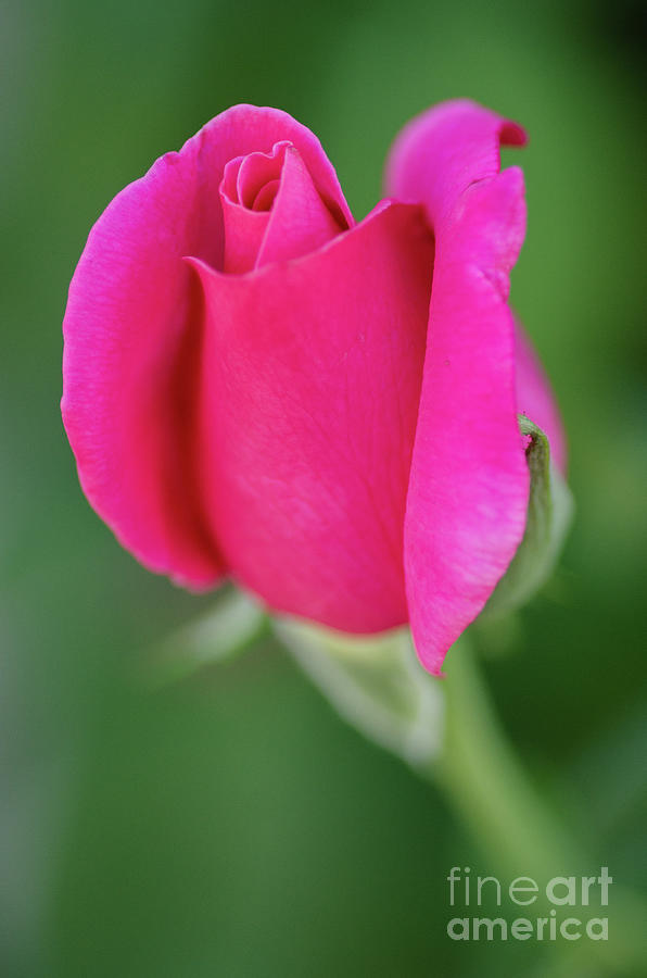 My Beautiful Rose Photograph by Nick Boren