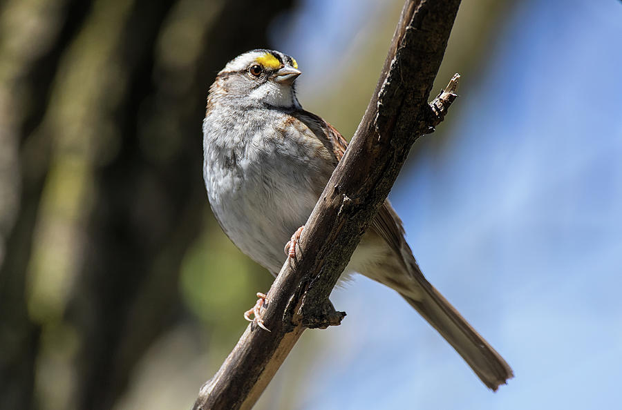My Better Side - White-throated Sparrow - Zonotrichia albicollis Photograph by Spencer Bush