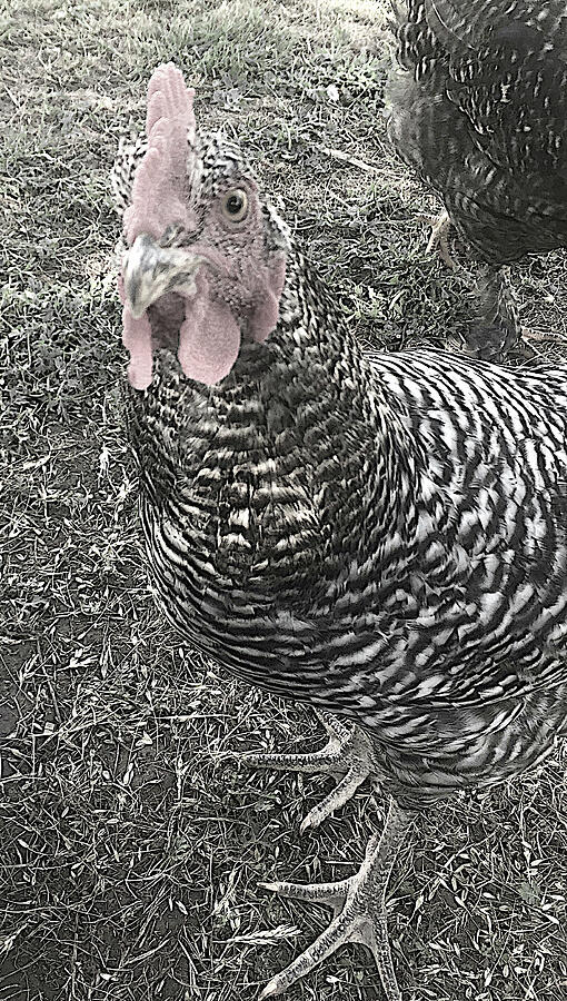 My Black and White Rooster  Photograph by Shelli Fitzpatrick