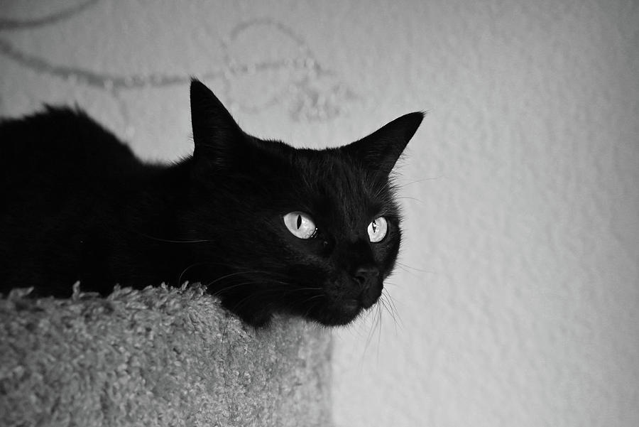My Black Cat- Black And White Photograph