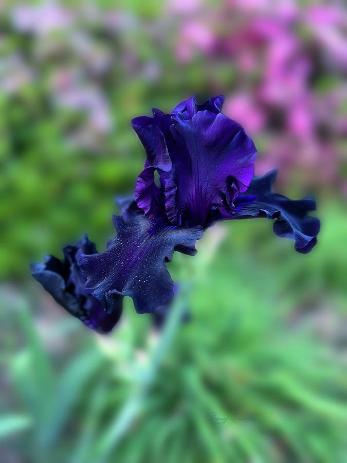 My Black Iris 2 Photograph by Penny Lisowski