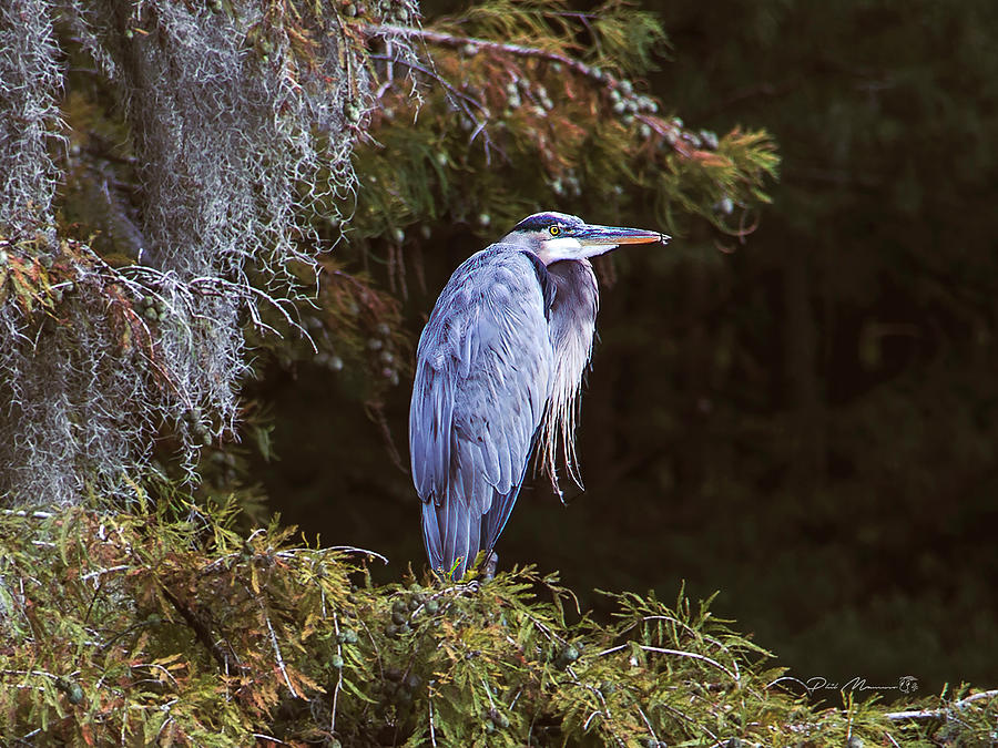 My Blue Heron Photograph by Phil Mancuso