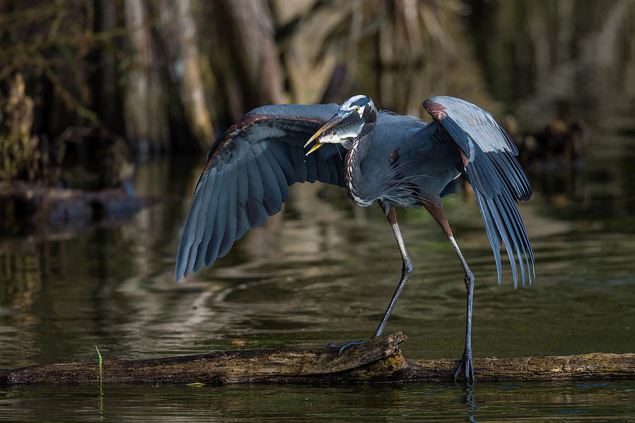 My Boy Blue Photograph by Kevin McFadden - Fine Art America