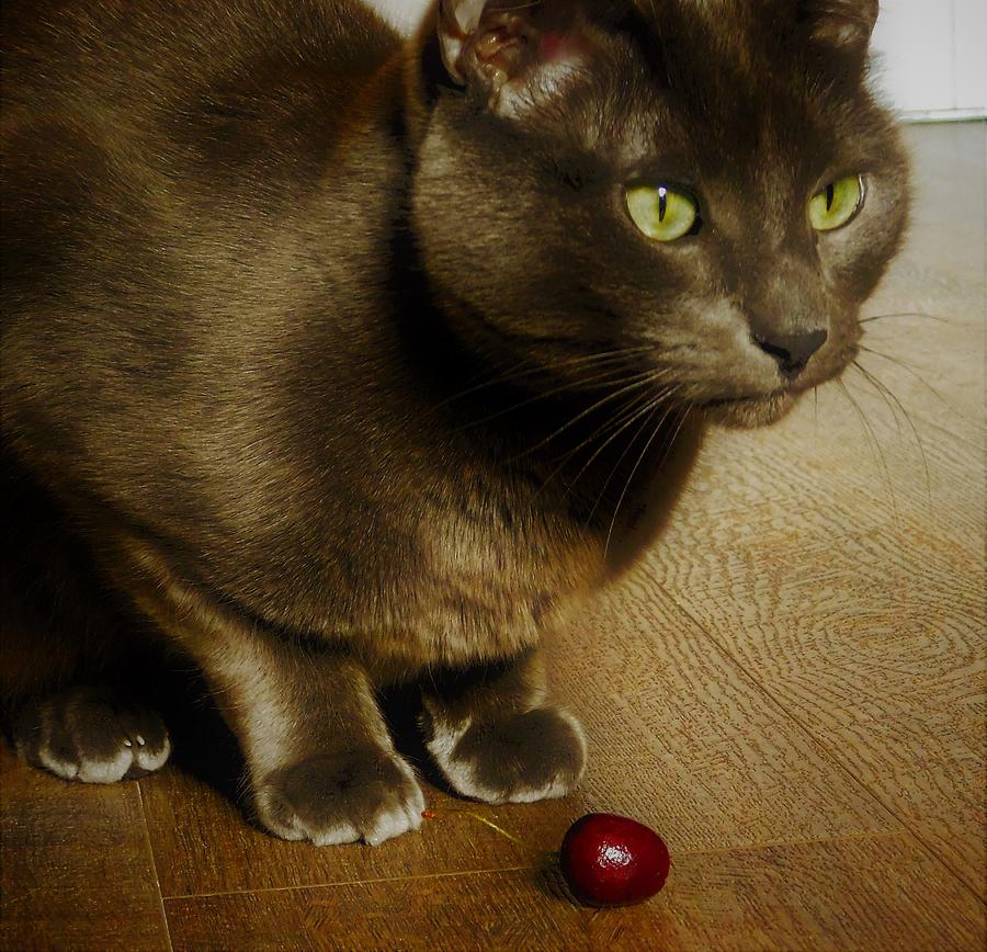 - My Cherry Photograph by THERESA Nye