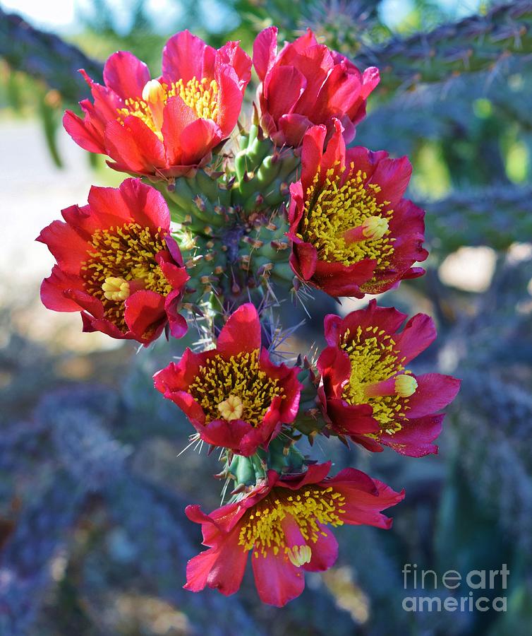 My Cholla Cactus Charm Photograph by Janet Marie
