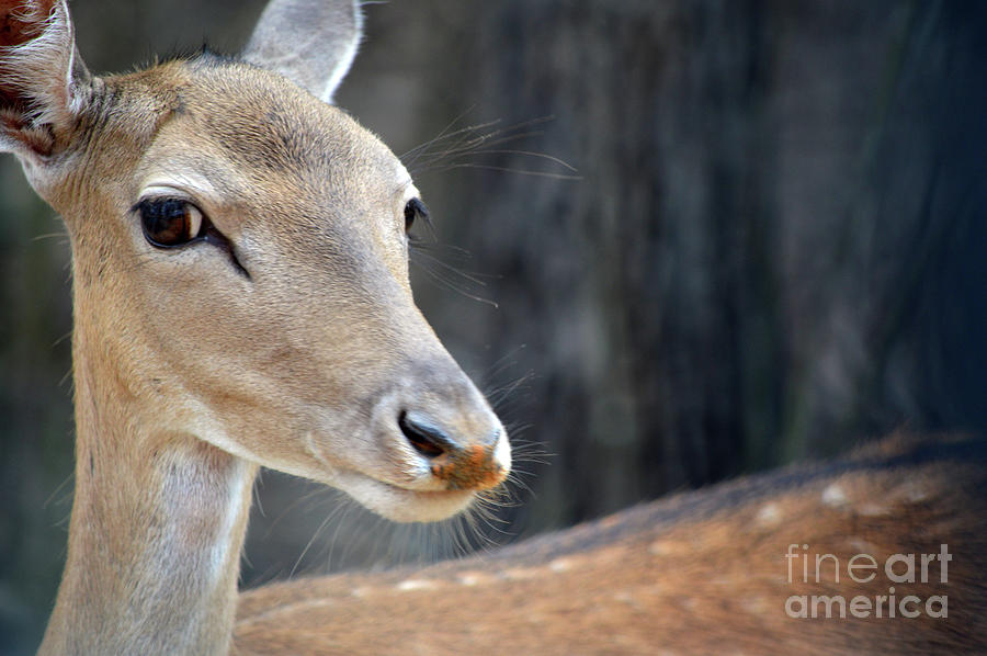 My Deer Photograph