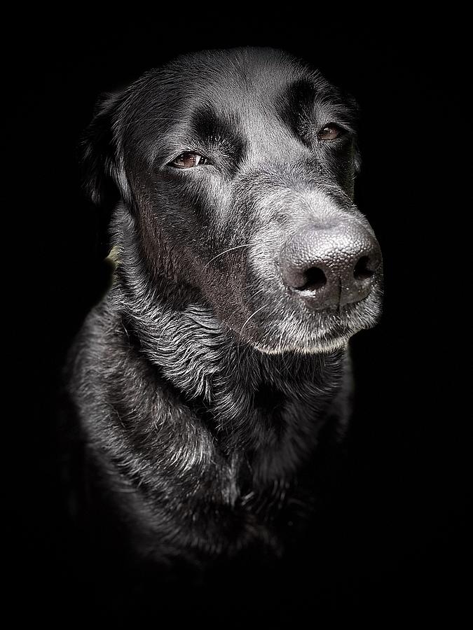 My Dog Darby Photograph